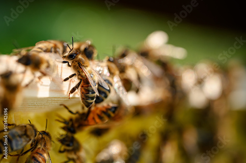 Pszczoła miodna na ramce. Pszczoła w pracy. Pszczoła zbierająca miód. Miód pszczeli. Pszczela praca. Praca pszczół w ulu. Karmiące się pszczoły miodne na ramce w ulu. Pasieka. Pszczelarstwo.  © Daniel