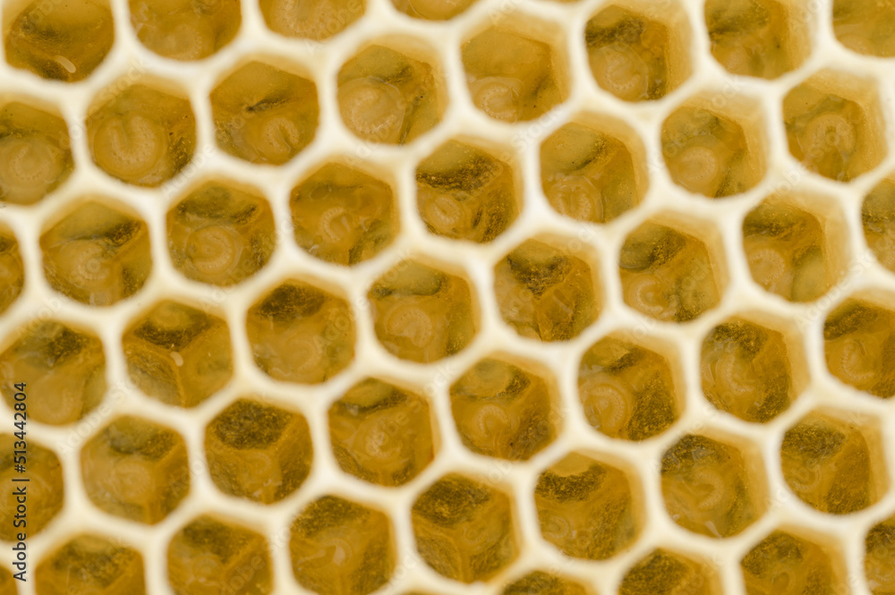 Pszczoła miodna w gnieździe. Jajeczka pszczoły miodnej. Larwy pszczoły miodnej. Pszczoła miodna na plastrze. Pszczoły opiekujące się larwami w ulu.   - obrazy, fototapety, plakaty 