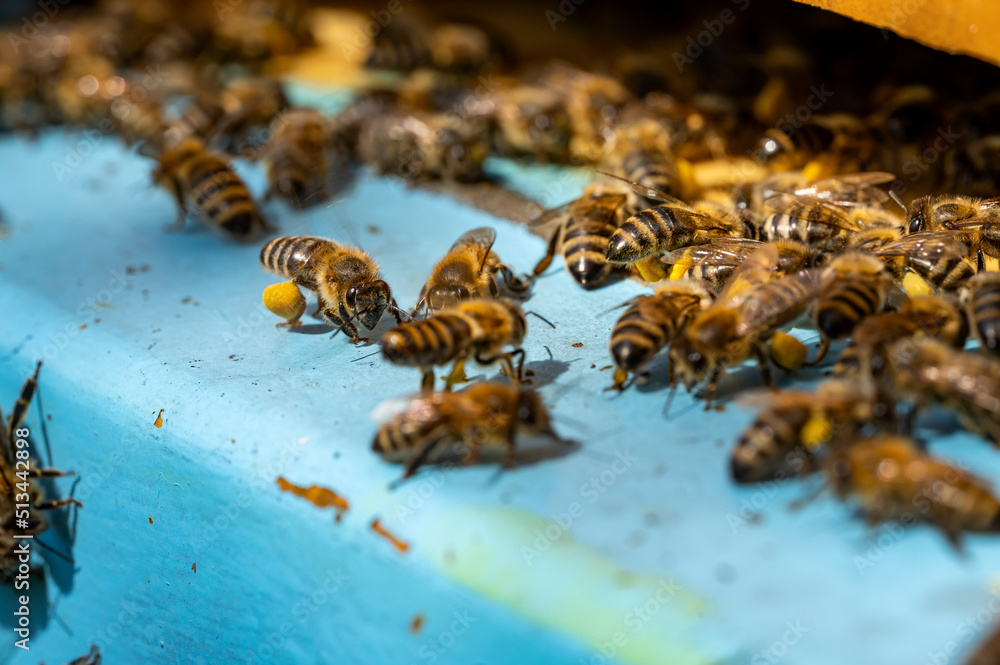 pszczoła, miód, miodna, plaster, wosku, karmiące, mleczko, pszczele, ul, pszczelarz, naturalne, pasieka, pszczelarstwo, bartnictwo, wielkoposi, węza pszczela, węza, w ulu, w pasiece, na plastrze, miód - obrazy, fototapety, plakaty 
