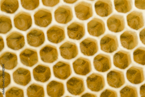 Pszczoła miodna w gnieździe. Jajeczka pszczoły miodnej. Larwy pszczoły miodnej. Pszczoła miodna na plastrze. Pszczoły opiekujące się larwami w ulu. 