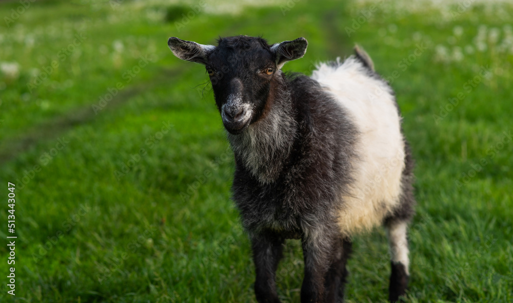 Black and white domestic goat in the farm. Goat standing among green grass. Sunny spring day. Black and white domestic goat in the farm. Goat standing among green grass. Sunny spring day.