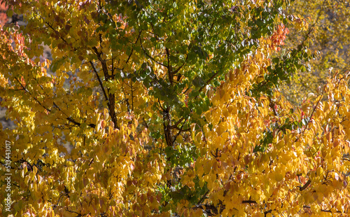 Picturesque and paint colors of autumn foliage in the wild. Trees with green, yellow and red foliage.