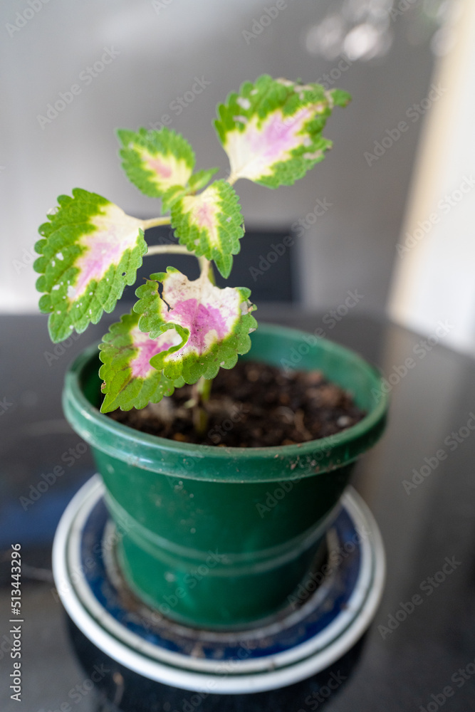 green plant in the sunny white room on a black table. Home staging and minimalism concept green plant in the sunny white room on a black table. Home staging and minimalism concept