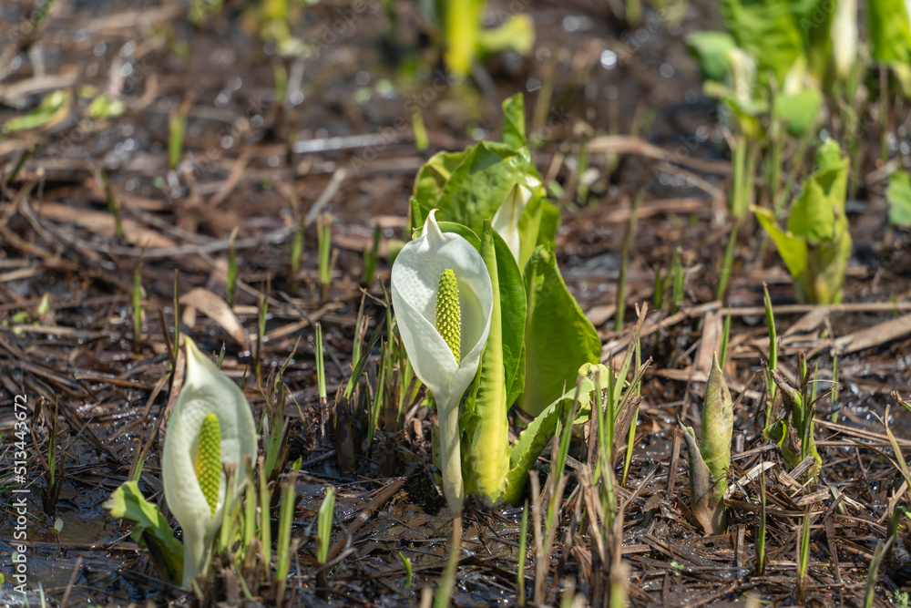 Obraz premium ミズバショウ