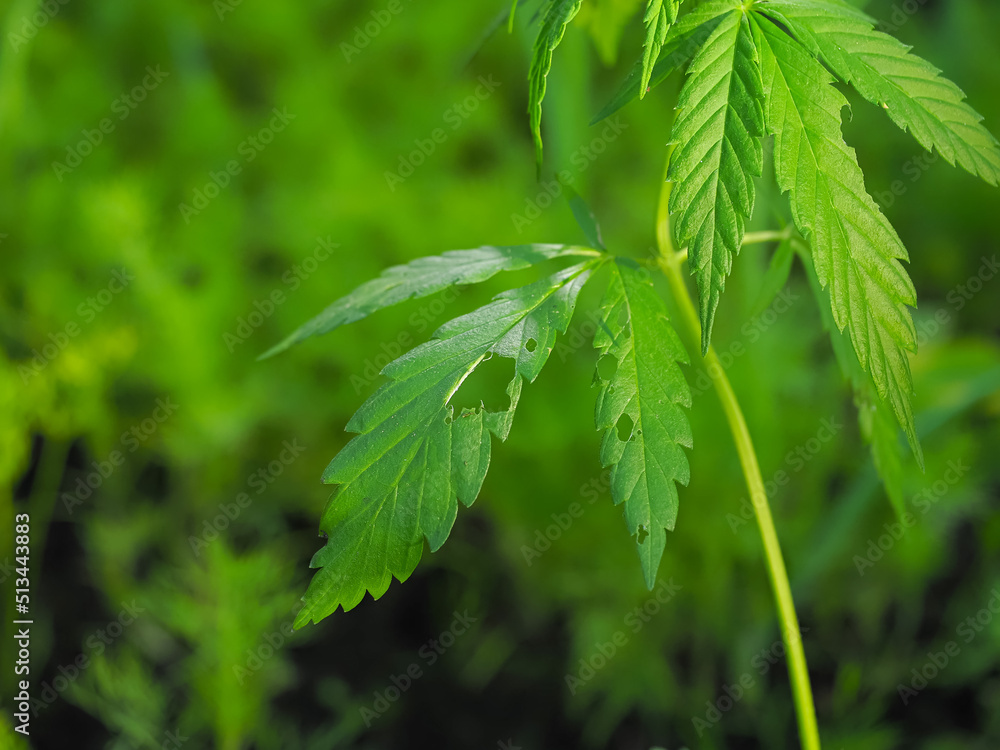 Cannabis marijuana plant hemp in garden eating insects Cannabis marijuana plant hemp in garden eating insects