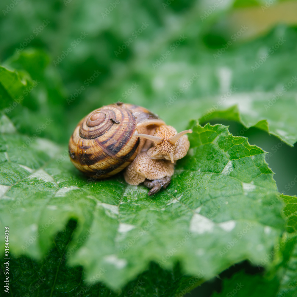 Burgundy snails (Helix pomatia) close up, on a large green leaf. The Edible snail (Helix pomatia) is a common large European land snail. Beauty is in nature. Burgundy snails (Helix pomatia) close up, on a large green leaf. The Edible snail (Helix pomatia) is a common large European land snail. Beauty is in nature.