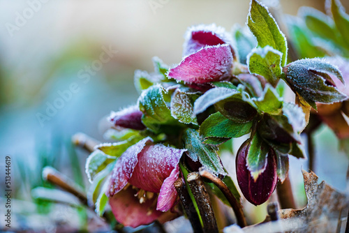 frozen hellebore in the garden
