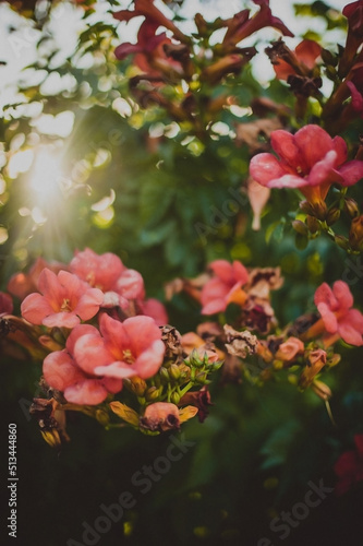 pink flowers, sunset light