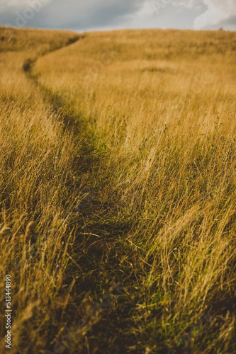 walking road on a golden wheat field