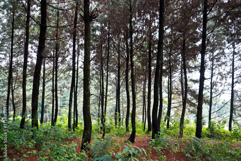 Obraz premium The beauty of the pine forest in the morning