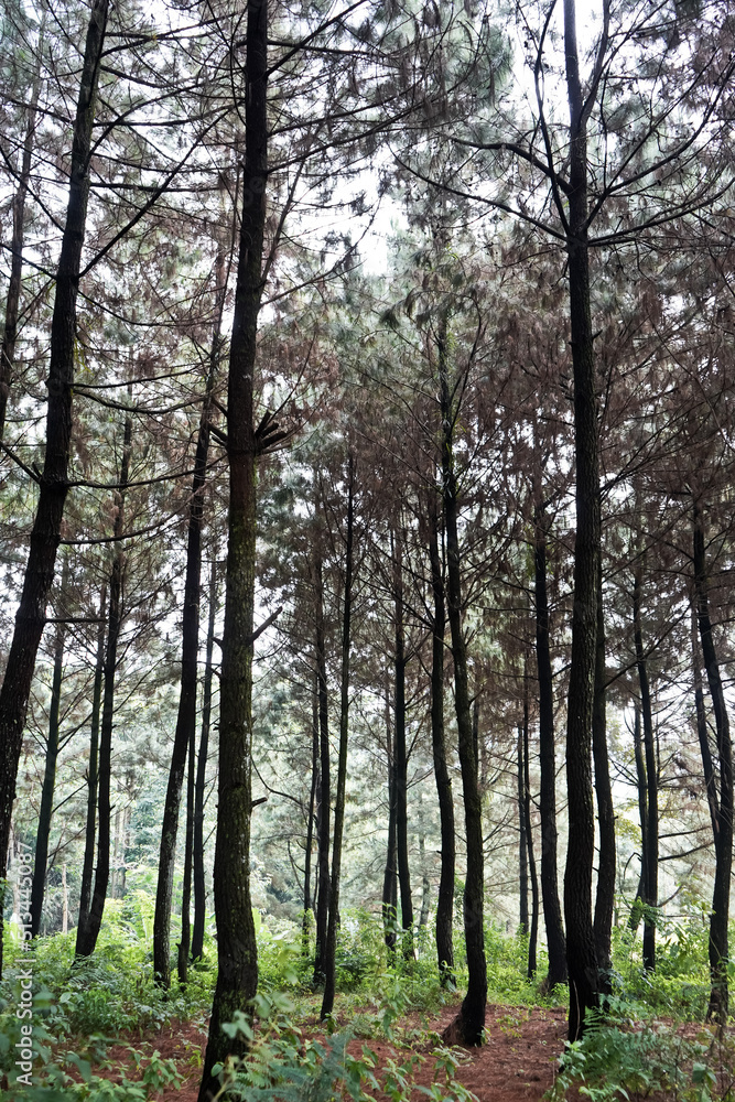 The beauty of the pine forest in the morning
The beauty of the pine forest in the morning