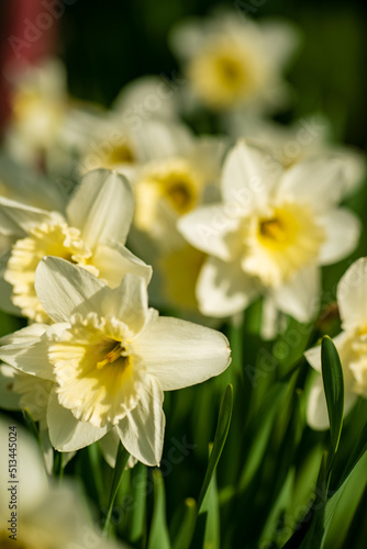 Narcissus flowers flowerbed in the springtime garden .