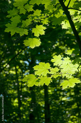 Green maple leaves in a clear sunlight