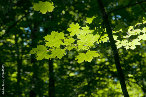 Green maple leaves in a clear sunlight