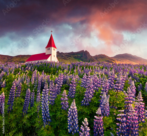 Attractive summer view of Vik i Myrdal Church surrounded by blooming lupine flowers in Vik village. Hreat sunrise in Iceland, Europe. Traveling concept background..