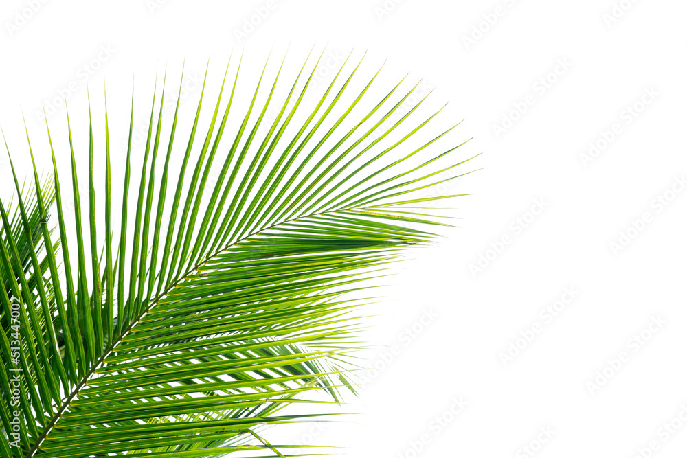 Obraz premium leaves of coconut palm tree isolated on white background, summer background.