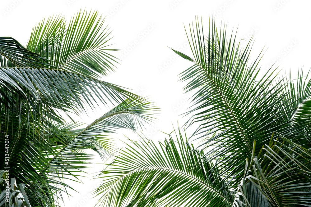 tropical palm leaf background, coconut palm trees perspective view tropical palm leaf background, coconut palm trees perspective view