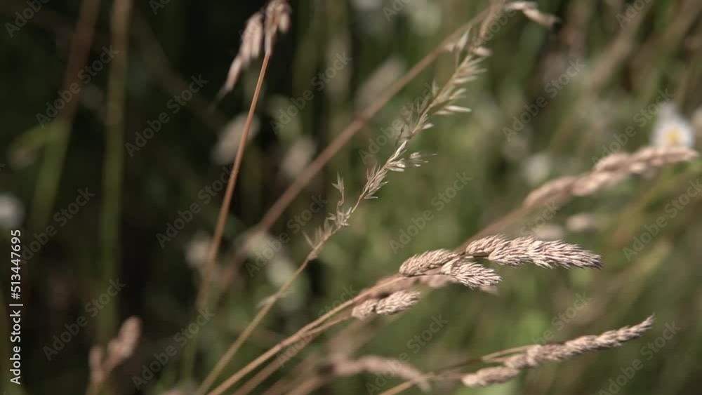 spike of grass swaying in the wind spike of grass swaying in the wind