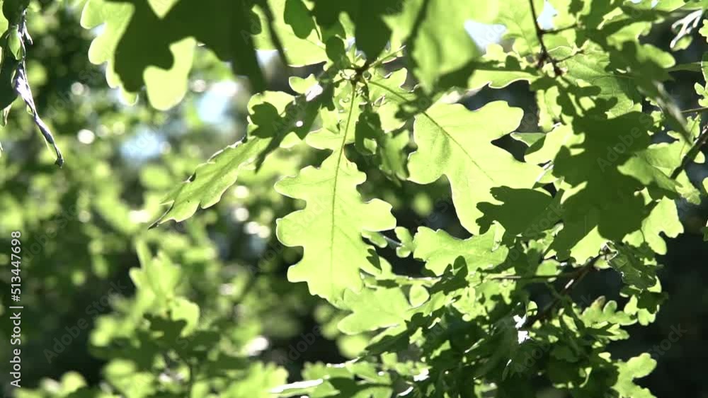 oak leaves on a background of the sun oak leaves on a background of the sun