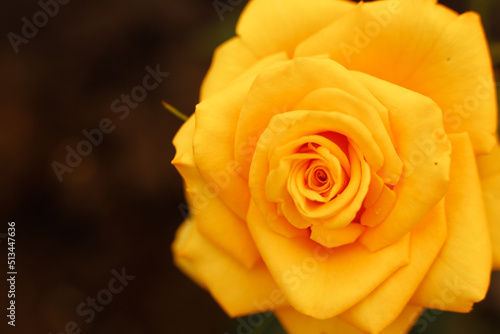 beautiful yellow roses with large petals in the garden on a hot summer day  bright sunlight. Close-up  macro. Wallpaper  background. Growing flowers in the garden. Congratulation  postcard  holiday