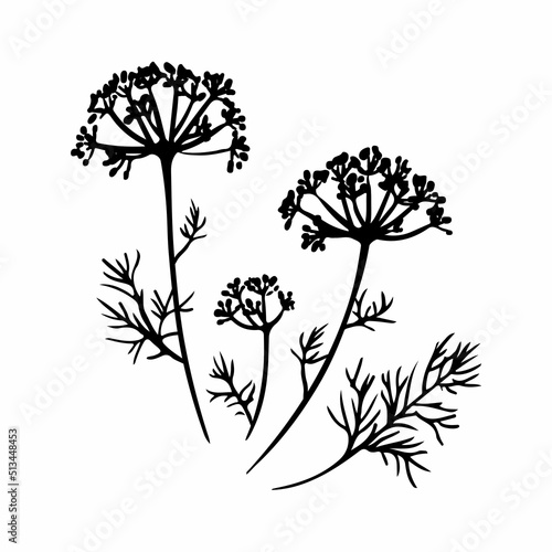 Black and white fennel botanical illustration. Silhouette of inflorescences and leaves of dill on a white background.Medical plant. Cooking ingredient for culinary menu. Hand drawn sketch vector