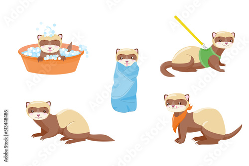 Cartoon Ferret veterinary care. Animal polecat, fitch, foumart. Domestic marten. Cartoon cute animal. Stock vector illustration on a white background.