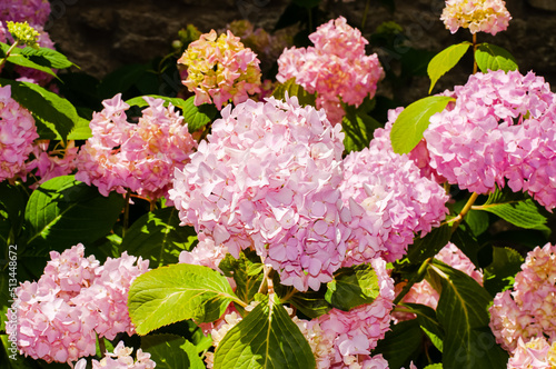 Beautiful pink hydrangea flowers in a summer garden on a sunny day