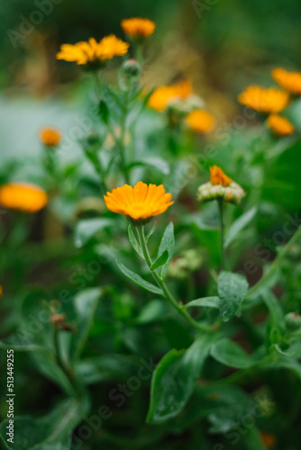 A calendula bush with yellow flowers and immature seeds. Medicinal plant. Alternative medicine. Wild flower.