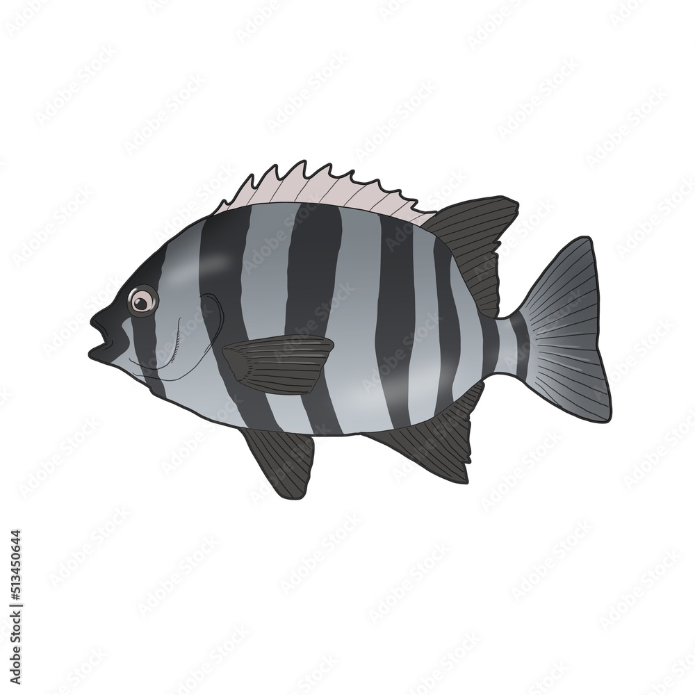 돌돔 물고기 일러스트 Stock Illustration | Adobe Stock