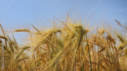 Gerste   Hordeum vulgare     hren vor blauem Himmel  Deutschland  Europa