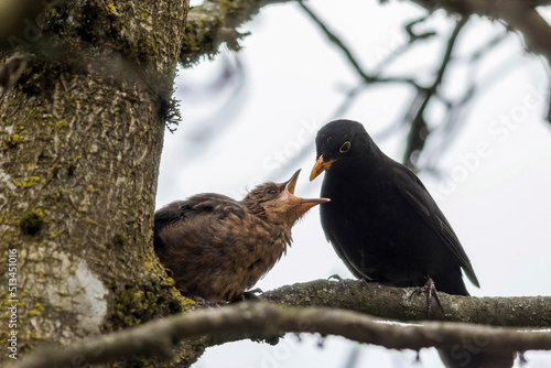 Male Eurasian blackbird (Turdus merula) feeding young