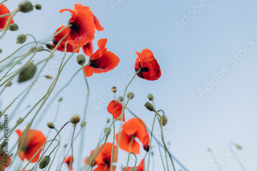 Red flower under blue sky photo