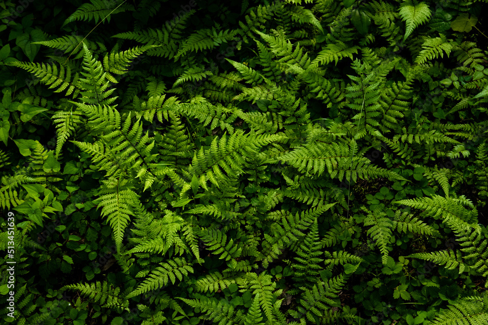 Ferns growing densely in the forest