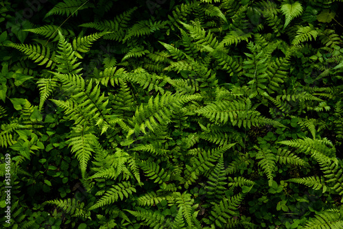 Ferns growing densely in the forest