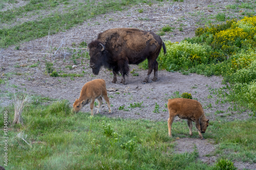 Fototapeta premium Bison and Calves