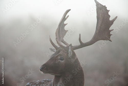 Fallow Deer stag looking at rivals during the annual rut 