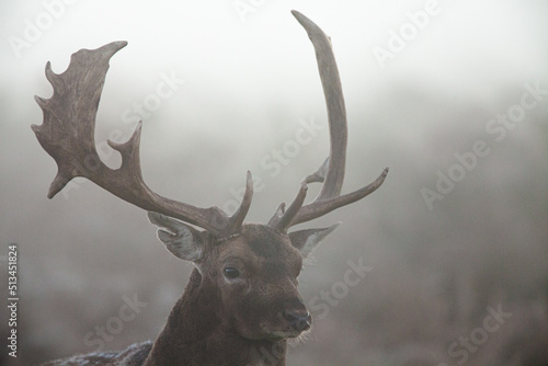 Fallow Deer stag looking at rivals during the annual rut 
