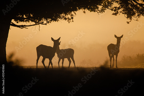 Red deer hind at dawn  looking for the rest of the herd in Bushy Park  London