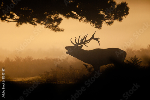 Silhouetted Red Deer in the morning during the annual deer rut in the UK