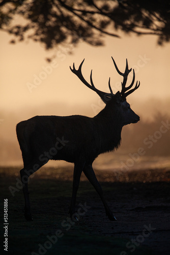 Silhouetted Red Deer in the morning during the annual deer rut in the UK