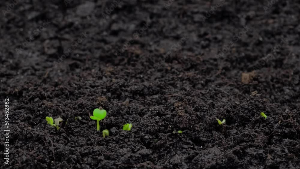 Fresh microgreens arugula, rucola sprouts growing: timelapse, close up view, macro. Spring, germination, natural, growth, healthy food and time lapse concept Fresh microgreens arugula, rucola sprouts growing: timelapse, close up view, macro. Spring, germination, natural, growth, healthy food and time lapse concept