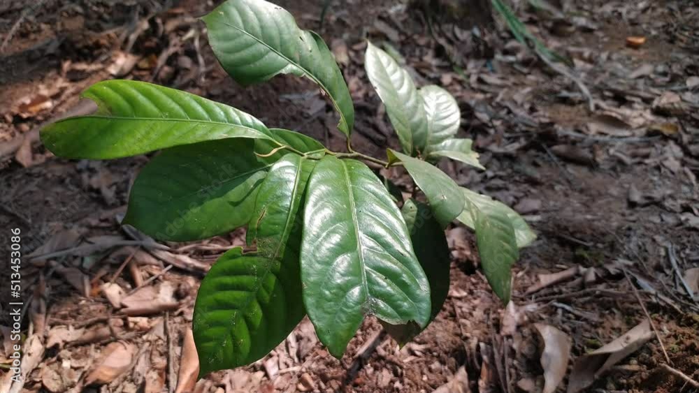 Isolated tropical medicinal organic and farm fresh small baby nutmeg myristica fragrans tree growing in forest ground soil moving in breeze. Closeup top view of spice agriculture in Asia and India. Isolated tropical medicinal organic and farm fresh small baby nutmeg myristica fragrans tree growing in forest ground soil moving in breeze. Closeup top view of spice agriculture in Asia and India.