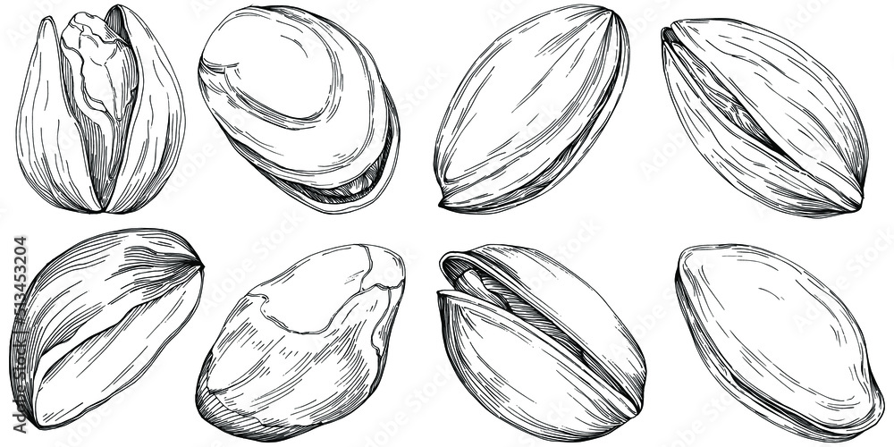 Hazelnut, filbert, cobnut hand-drawn Vector Illustration isolated on white background. Retro style farm product for restaurant menu, market label, logo, emblem and kitchen design. Decoration for food. Hazelnut, filbert, cobnut hand-drawn Vector Illustration isolated on white background. Retro style farm product for restaurant menu, market label, logo, emblem and kitchen design. Decoration for food.