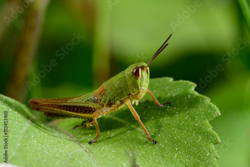 Meadow grasshopper // Gemeiner Grashüpfer (Pseudochorthippus parallelus)