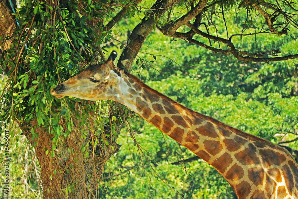 giraffe in the wild giraffe in the wild