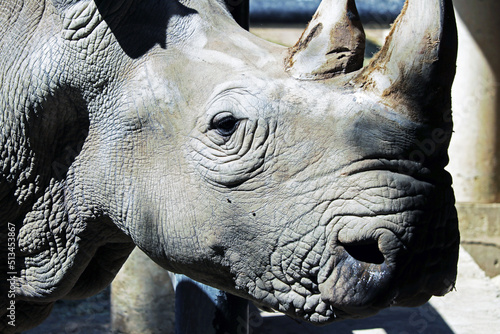 The rhinoceros in the open zoo