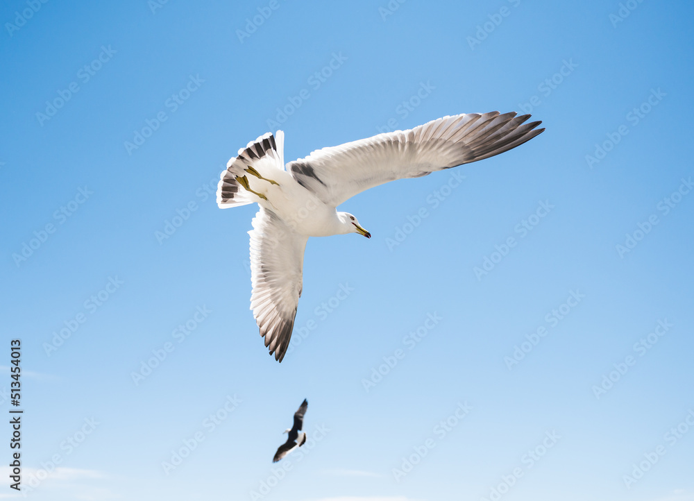 Obraz premium Flying seagull over blue sky.