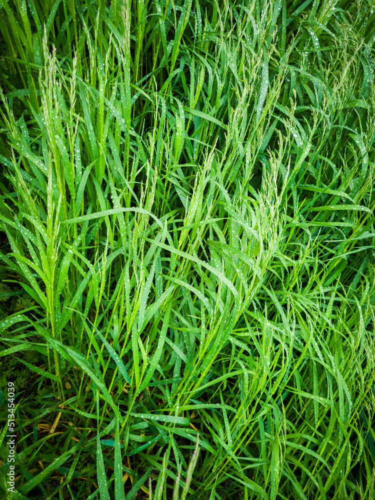 Green grass background after rain. Selective focus. Green grass background after rain. Selective focus.