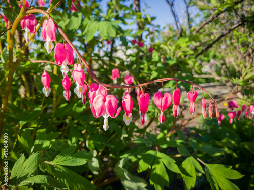 Flowers of dicentra at sunny day. Selective focus with shallow depth of field. photo