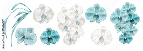 Watercolor blue and white orchid flowers Botanical illustration